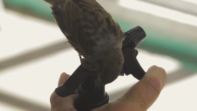 Panning of a bird on a water bottle.
