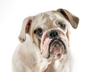 bulldog face with a white background
