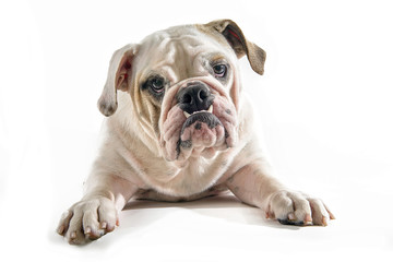 bulldog lying down on white background