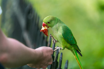A man feeding green sparrow apple 