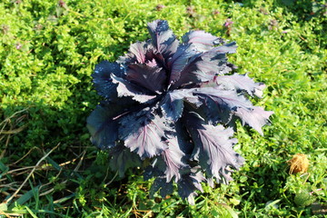 Young purple cabbage plant growing in home garden surrounded with dense small plants and grass on...
