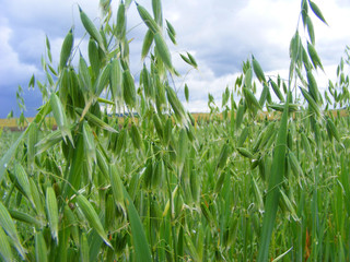 Close-up of maturing sprout of oats in the field