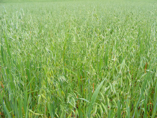 Field of green oats.