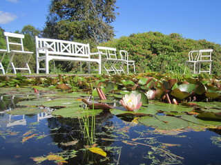 park with fiowering lilies
