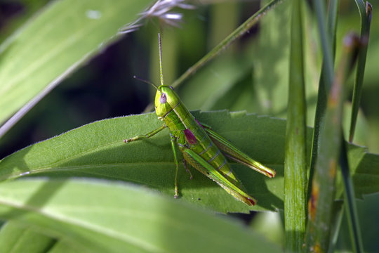 Kleine Goldschrecke (Euthystira brachyptera) Weibchen - Small Gold Grasshopper