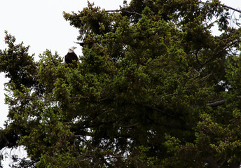 Bald Eagle and Crow Confrontation