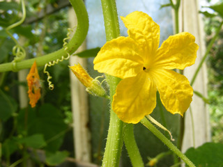 Yellow flower of cucumber with tendrils