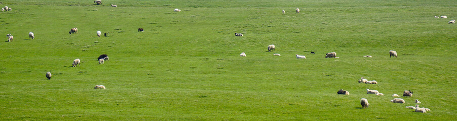 Sheep on icelandic hills