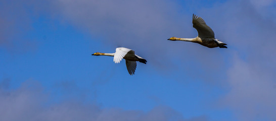 Flying white swans in Iceland