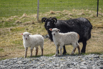 Sheep family crossing the road