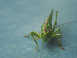Green grashopper sitting on a gray wall