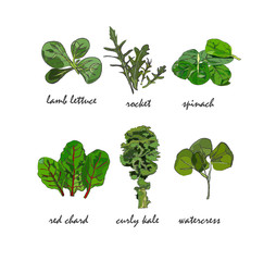 green salad leaves collection hand drawn realistic looking with text. Rocket, watercress, spinach, kale.healthy eating food. Vegetarian vegan cafe bistro menu. Bright arty design.