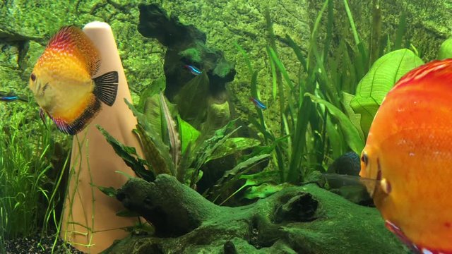 Diskusfisch, Diskusfische im Aquarium, Fische 
