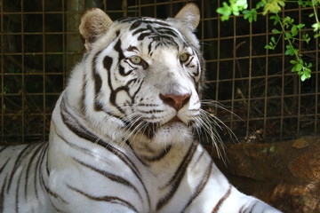 Fototapeta premium White tiger 
