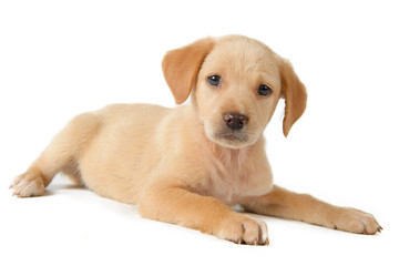 cute puppy lying down and looking to the camera with white background