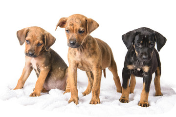 three sad puppies with white background