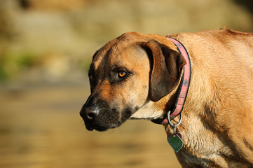 Rhodesian Ridgeback dog outdoor portrait head shot