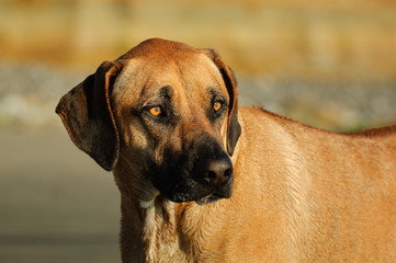 Fototapeta premium Rhodesian Ridgeback dog outdoor portrait head shot