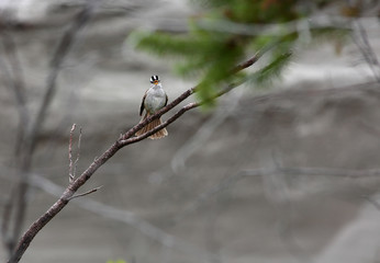 White-Crowned Sparrow Singing