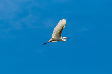 Obraz premium Great Egret flies through a blue sky
