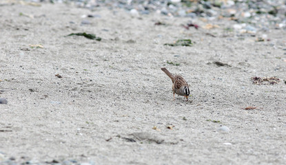 White Crowned Sparrow Foraging on Beach