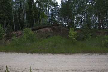 A Path in the Forest