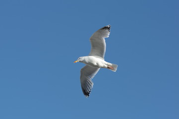 Seagull at baltic sea in germany