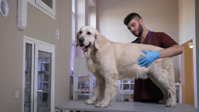 Young professional vet specialist working with animal patient at pet care clinic. Male doctor conducting internal organs health checkup with hands on golden retriever at animal hospital