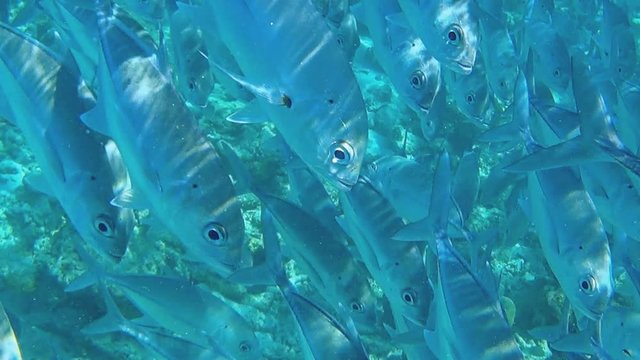 A large accumulation of fish under water close to the camera. Close up