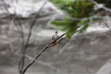 Chirping White-Crowned Sparrow