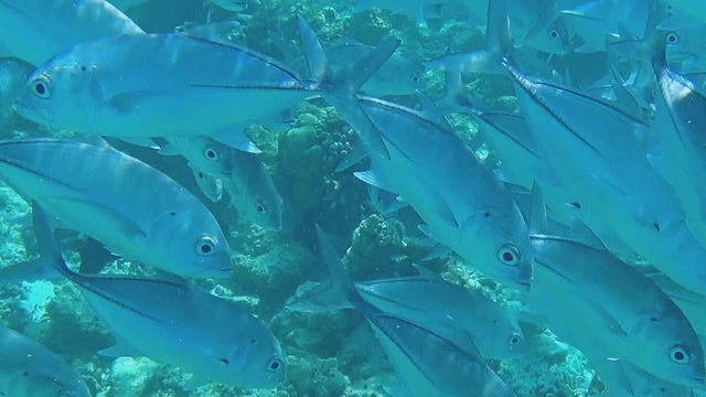 A huge accumulation of fish close to the camera. Shooting under water.