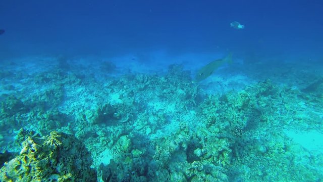 Shooting a coral reef under water. Nearby floats a few fish.