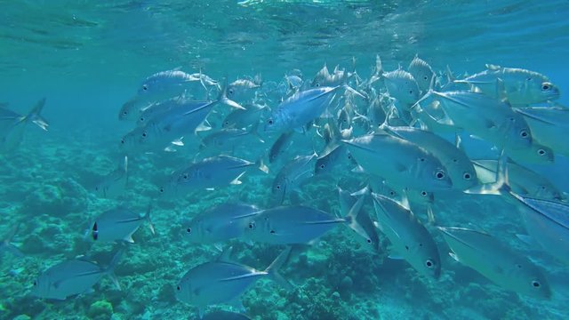 Beautiful shot of a shoal of fish. Operator swims through a school of fish.