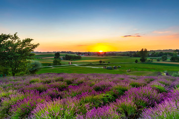 Fototapeta na wymiar Fresh lavender field at sunset