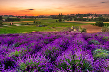 Obraz na płótnie Canvas Fresh lavender field at sunset