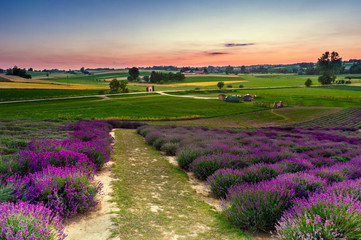Naklejka na ściany i meble Fresh lavender field at sunset
