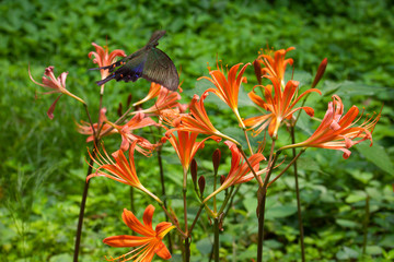 ノカンゾウとカラスアゲハ