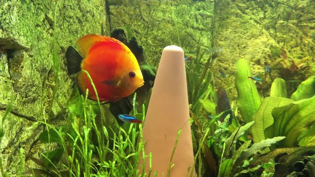 Diskusfische, P&auml;rchen beim balzen und Diskuskegel reinigen