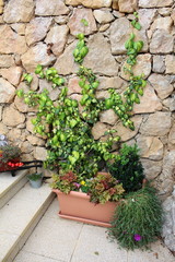 Various small flowers and plants with large creeper plant on stone tiles and in front of traditional stone wall