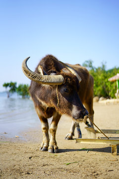 64 Best 長角牛 Images Stock Photos Vectors Adobe Stock