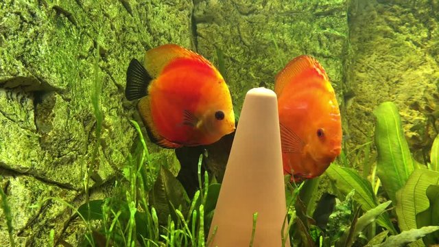Diskusfische, P&auml;rchen beim balzen und Diskuskegel reinigen