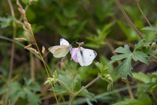 Two butterflies drink nectar from wildflowers in the Colorado Rocky Mountains