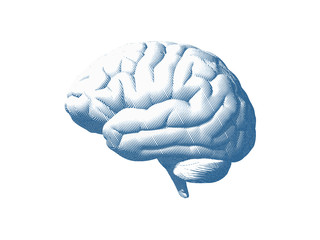 Human brain engraving illustration on white BG