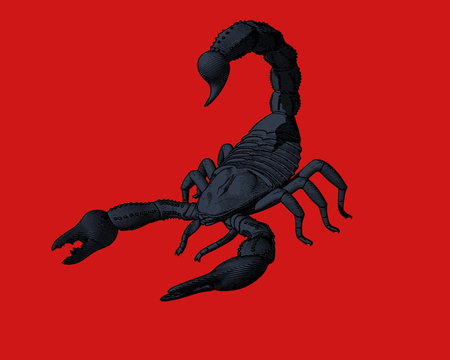 Engraving drawing scorpion illustration