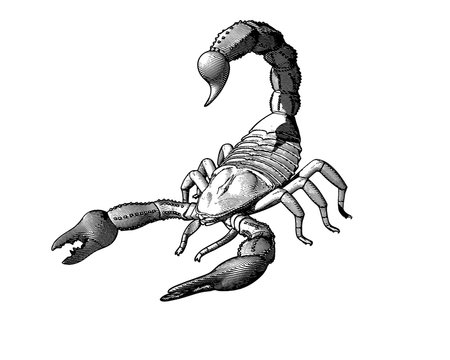Engraving drawing scorpion illustration