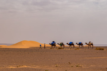 Fototapeta na wymiar Camel Caravan in the Sahara Desert