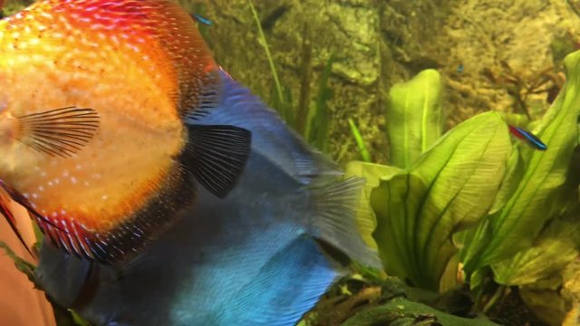 Diskusfisch, Diskusfische im Aquarium, Fische 