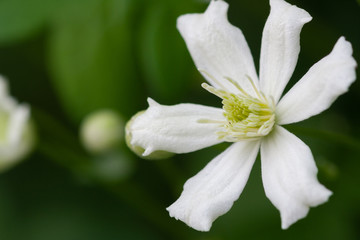 Clematis