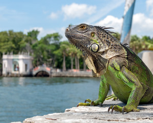 Green Iguana closeup in tropics