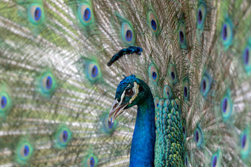 Fototapeta na wymiar Male peacock on display